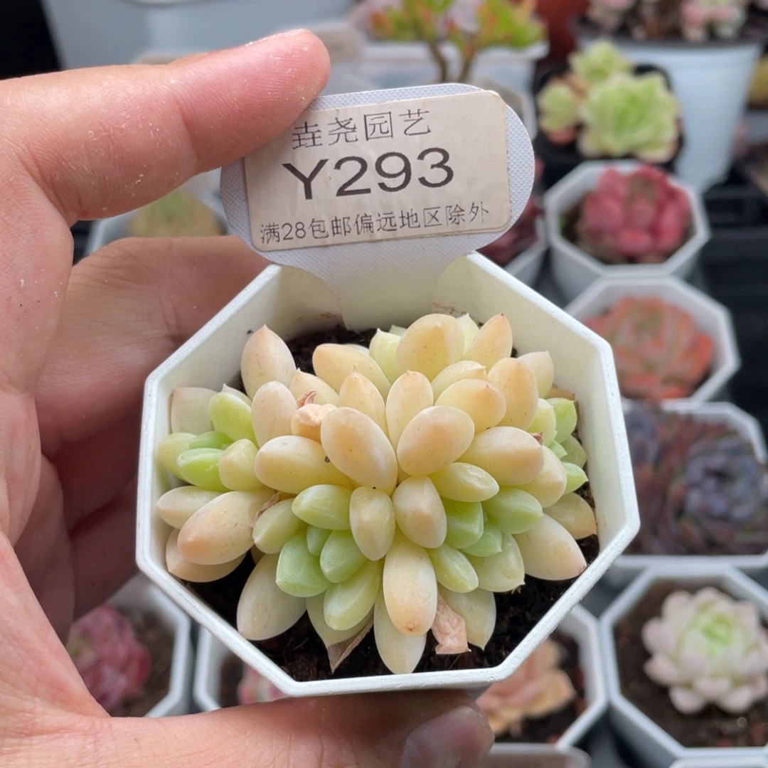阮林玉0293-6厘米