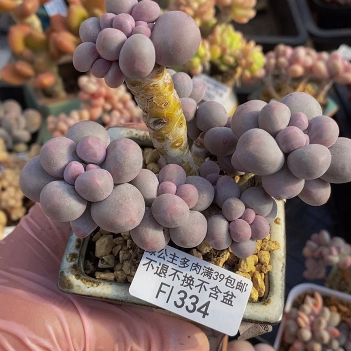 香水手指奶老桩9cm334多肉植物