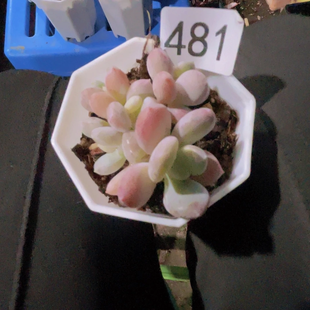 子***陌西贝奶酪多肉植物