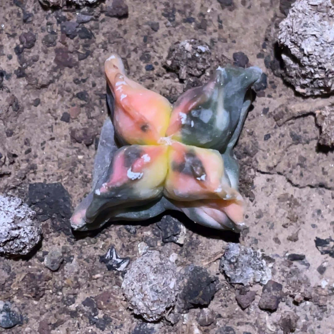 全部花朵自根四角鸾 3号