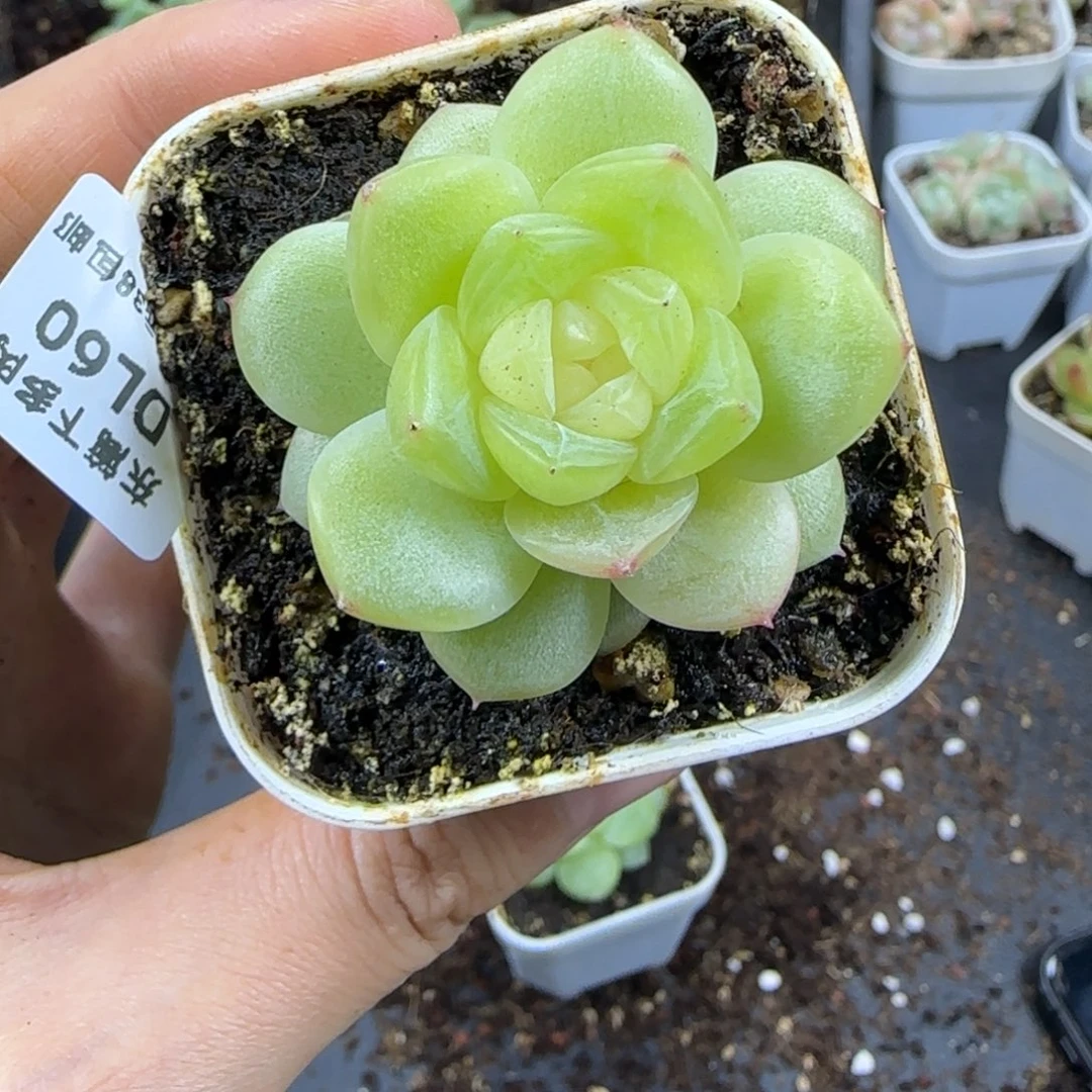60东篱下多肉植物哈哈哈哈