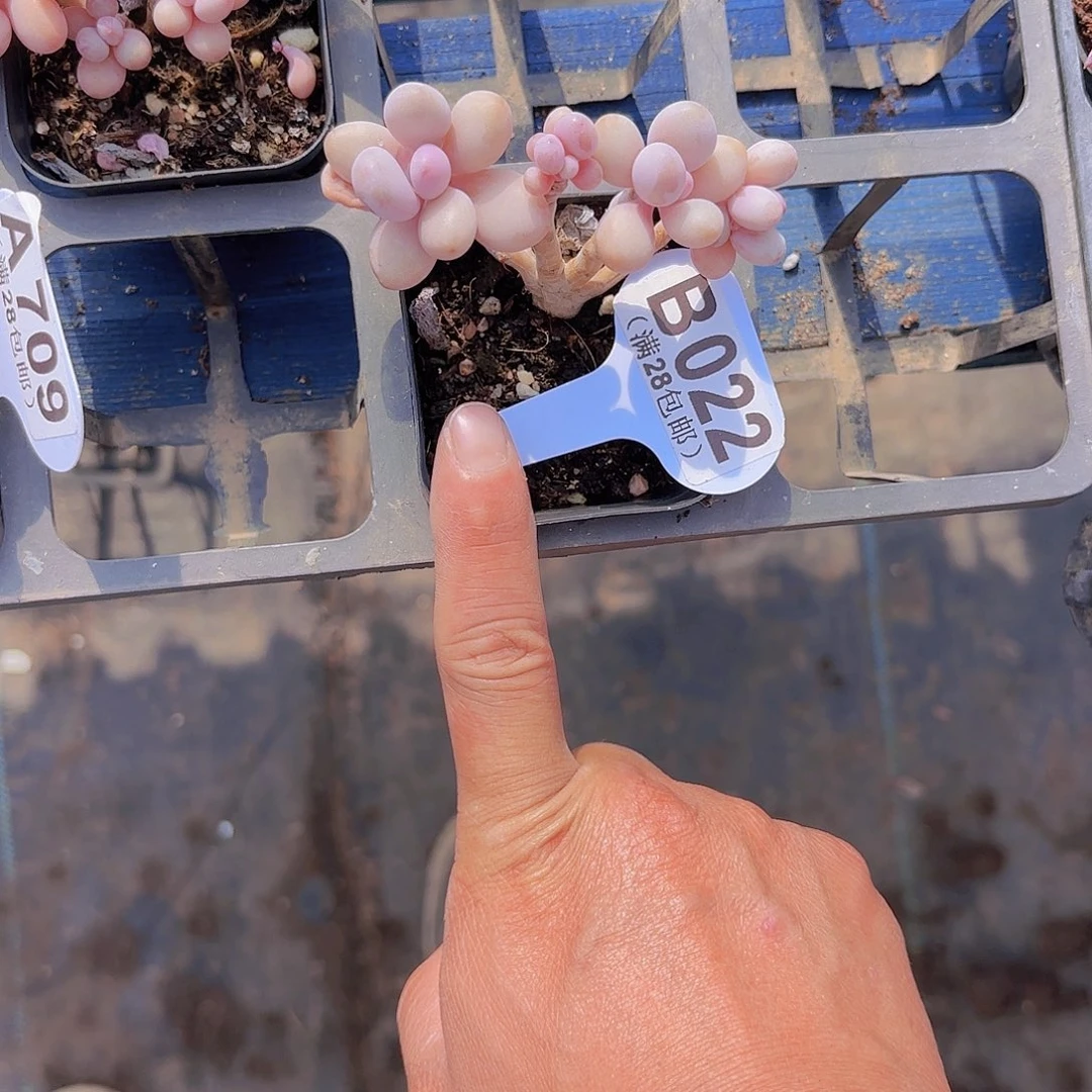 B022桃蛋一物一拍
