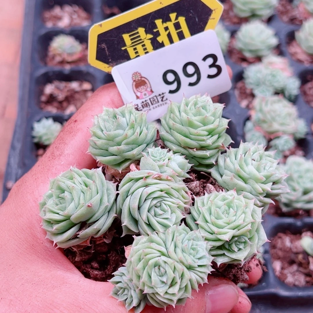 当前无花朵，栽培后可花朵