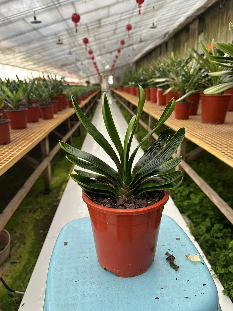 梅姐君子兰花卉花