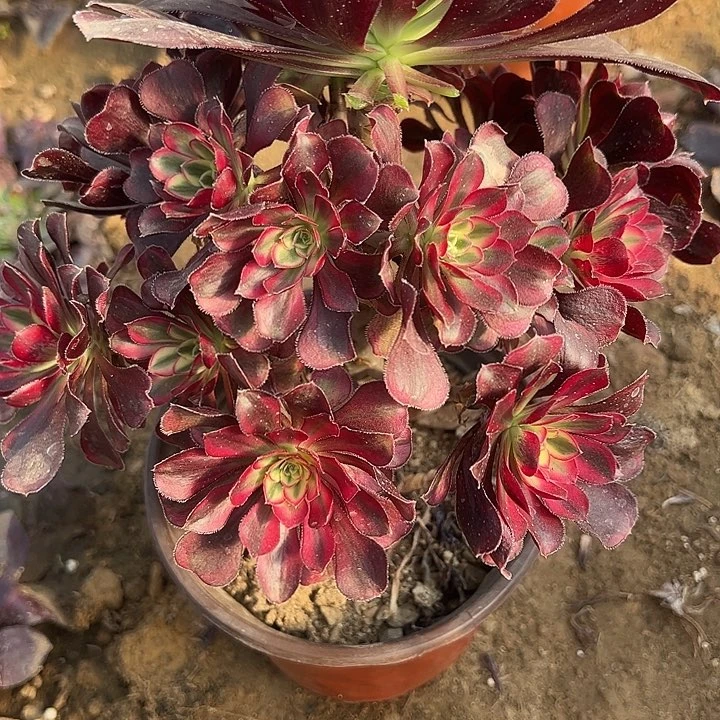 2.26-12冰淇淋多肉