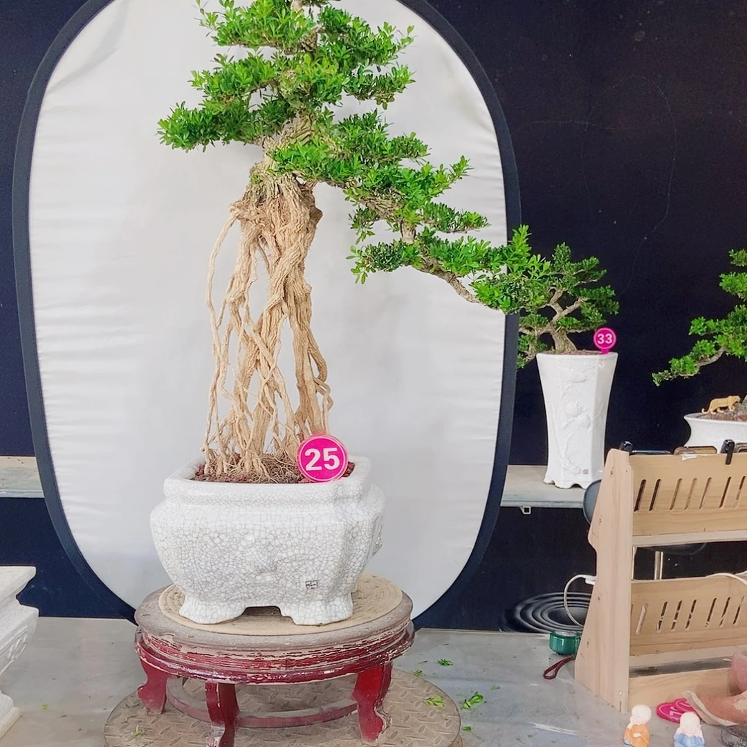 当前无花朵，栽培后可花朵