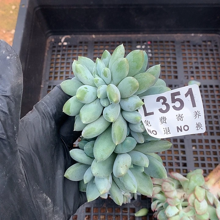 胖体哥特缀化 多肉植物9.27号左右发