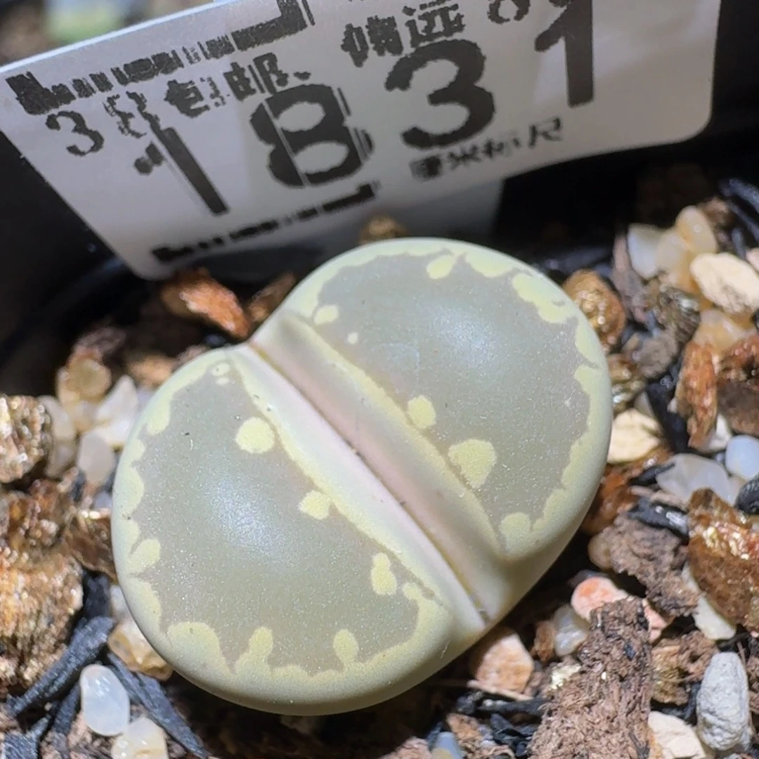 Ssss精品生石花1831