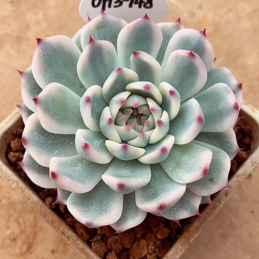 0913-148吉娃娃锦