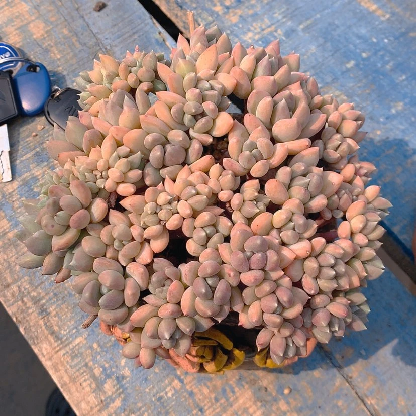 【闪购商品】彩虹盆钱