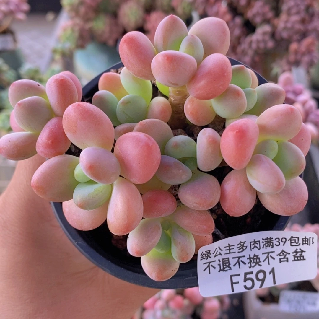 橘子香水洛神9cm591多肉植物