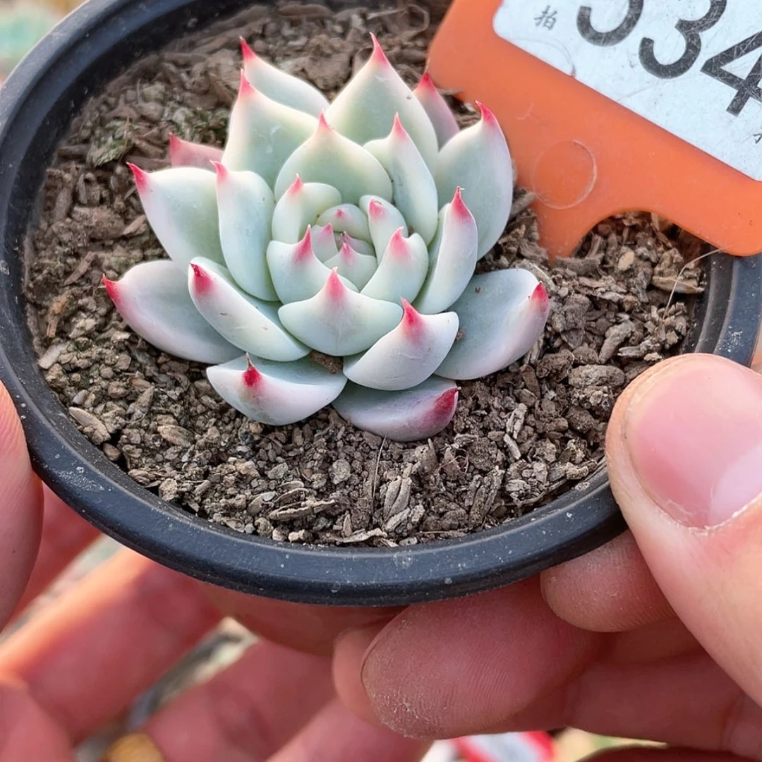 【闪购商品】534号