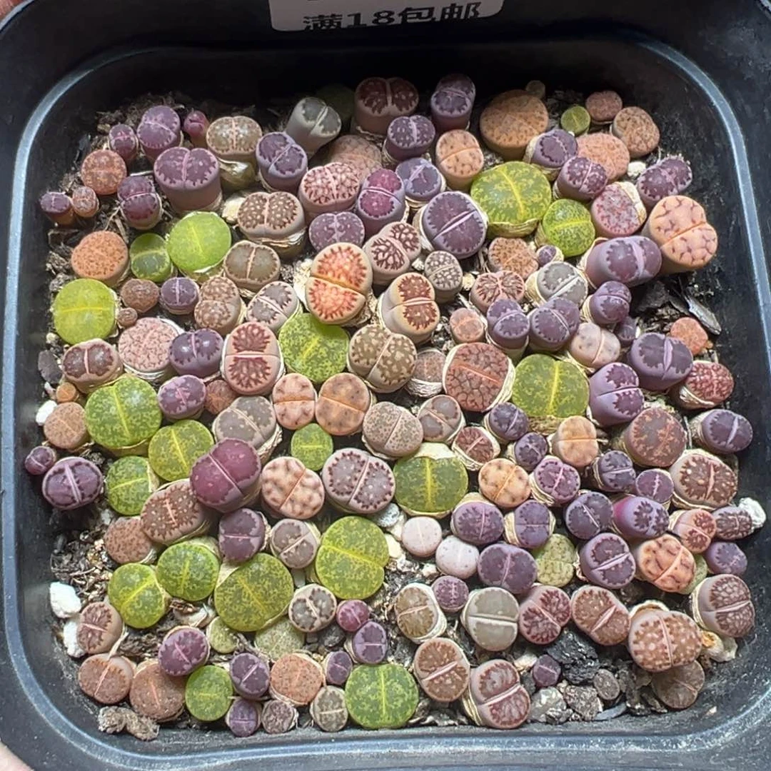 【闪购商品】 734。