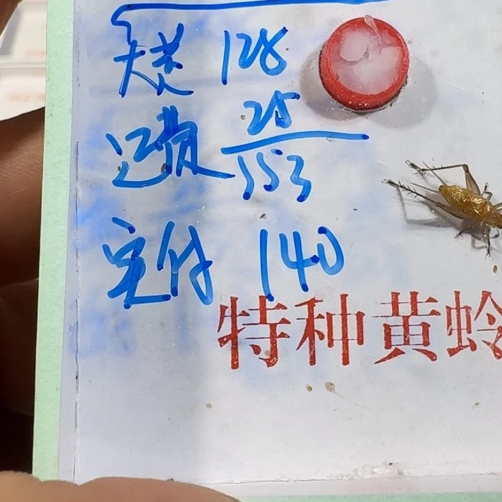 南***施蟋蟀1111111111111111111111