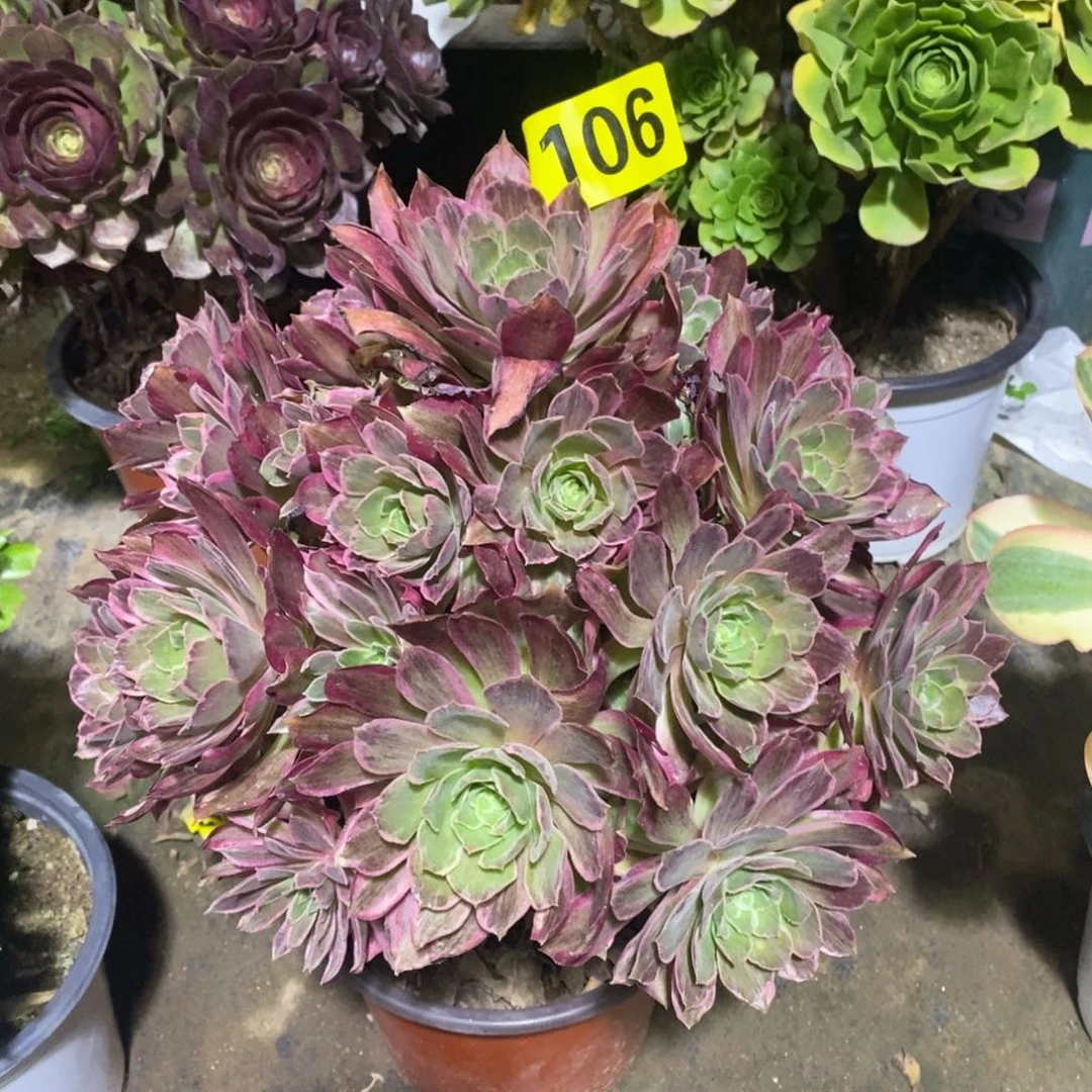 粉女巫拉丝多肉法师106