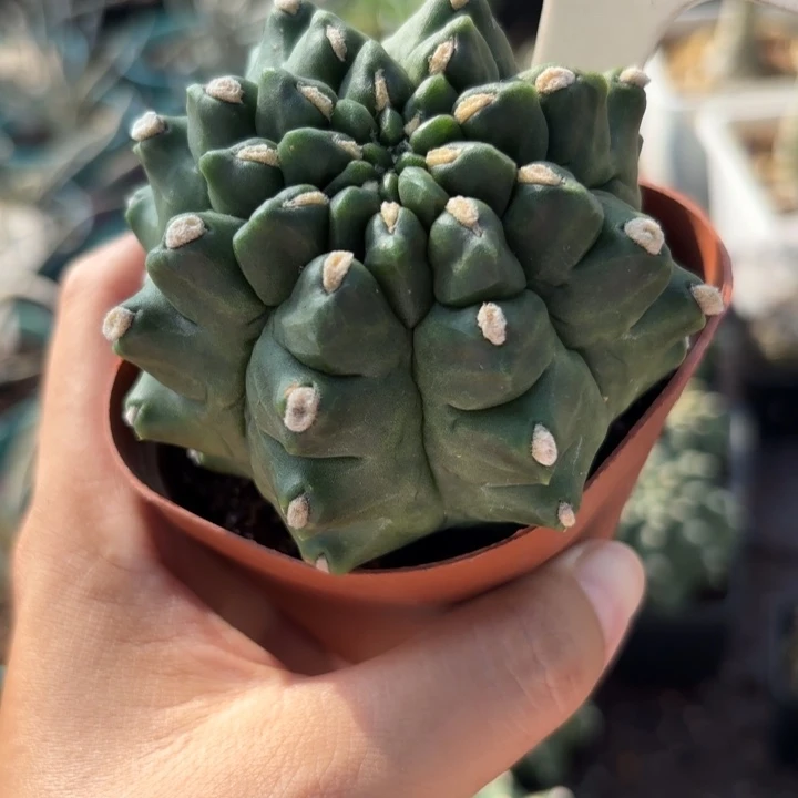 6100绿宝石好养皮实