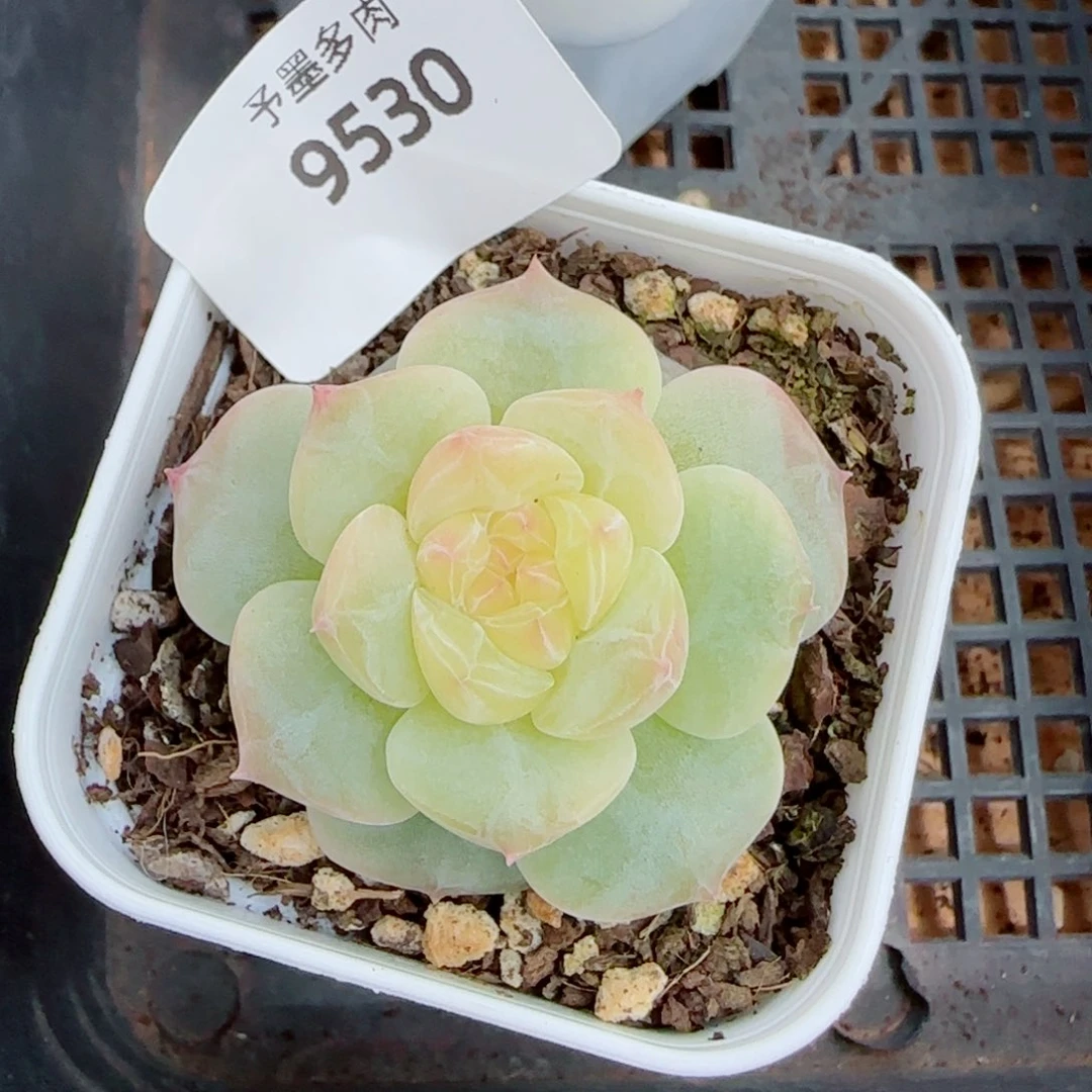 孤品珍妮，9530多肉植物