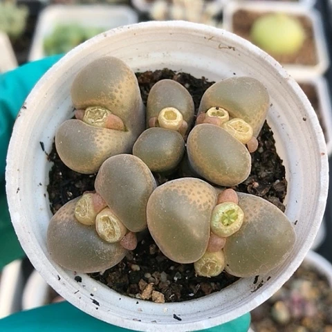 多肉肉锥 香蕉风铃