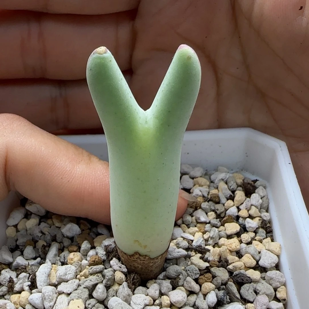 7-11-10-1当天满38包邮清货