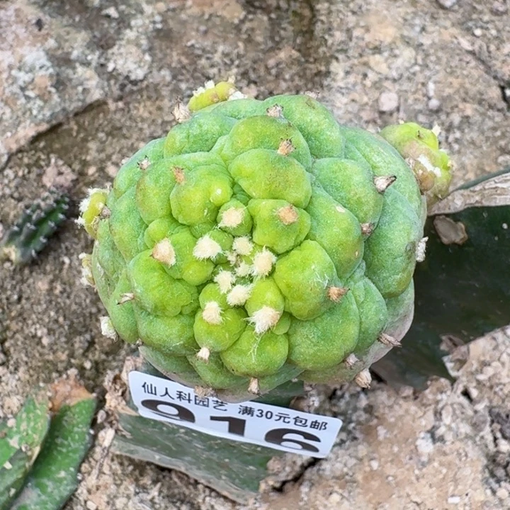 无花朵916福利古田呗一号水池西