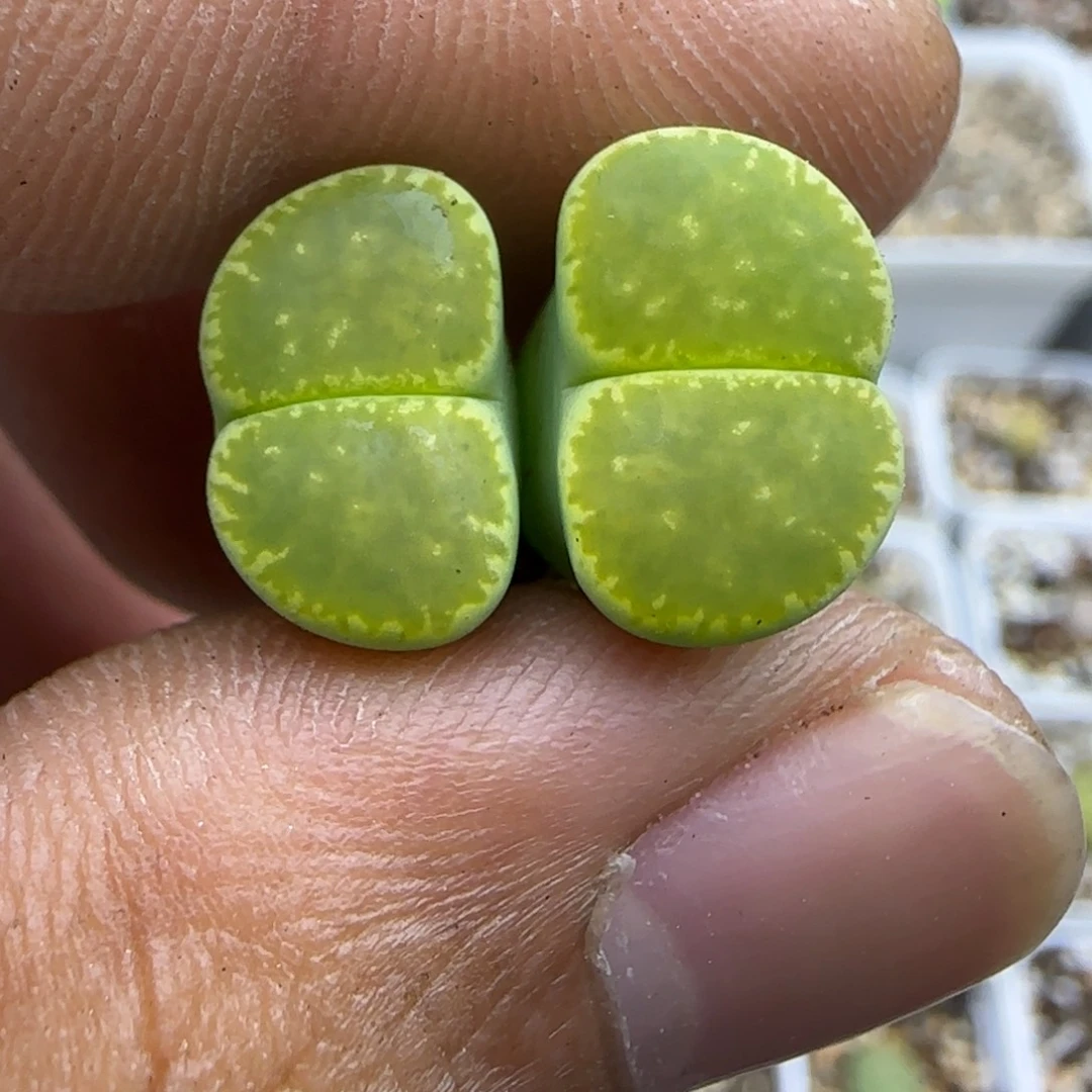 643 生石花大棚直播