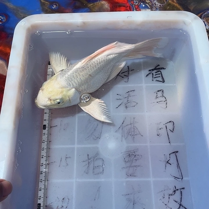 蝴蝶鲤渔场直发36
