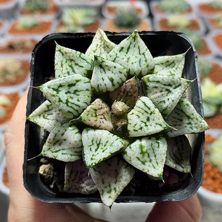 十二卷多肉潘多拉