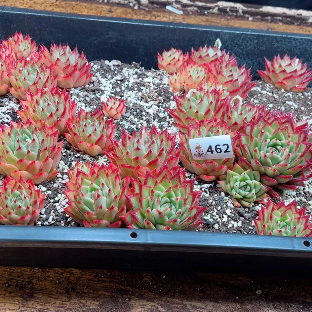 猎*多肉植物多肉植物