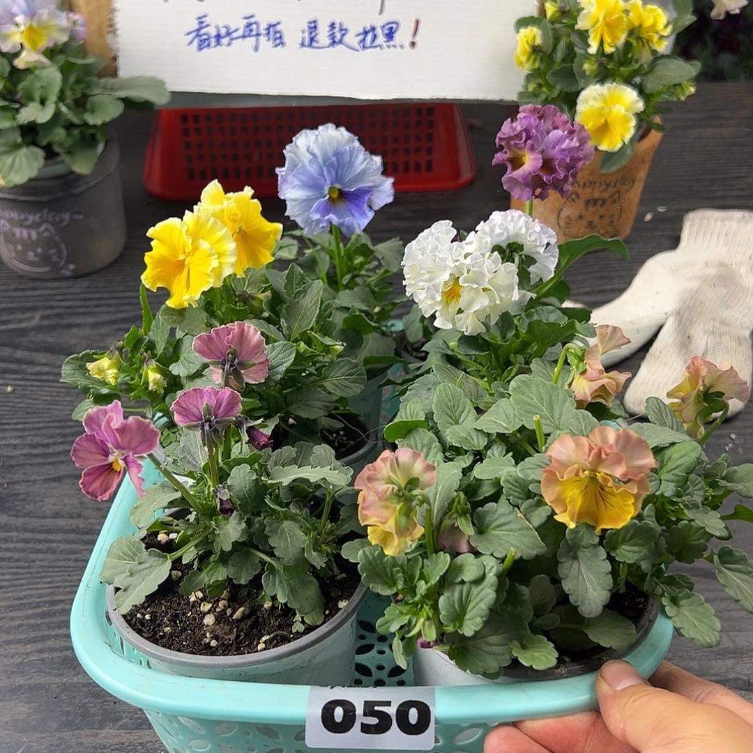 大部分花苞少量开放050号