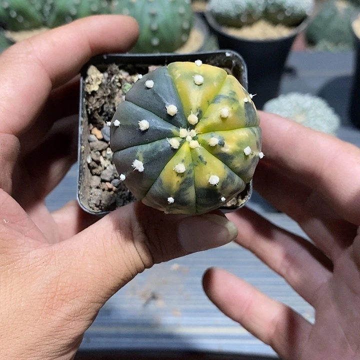 骗***子星兜锦实生脱土发货