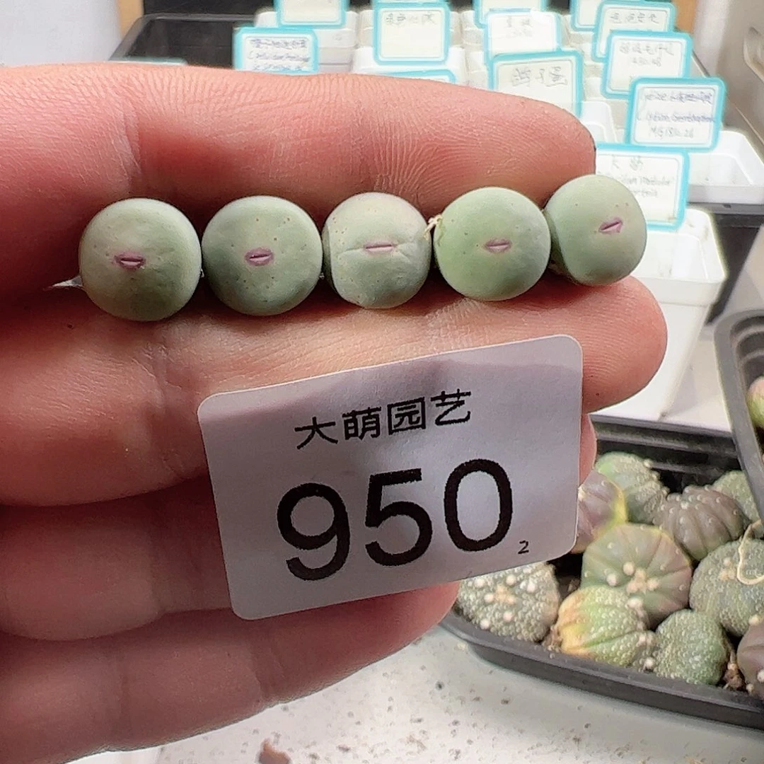 0000950 一物一拍……