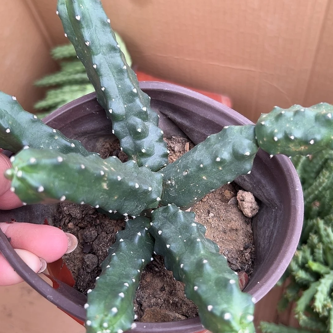 多肉植物多肉植物