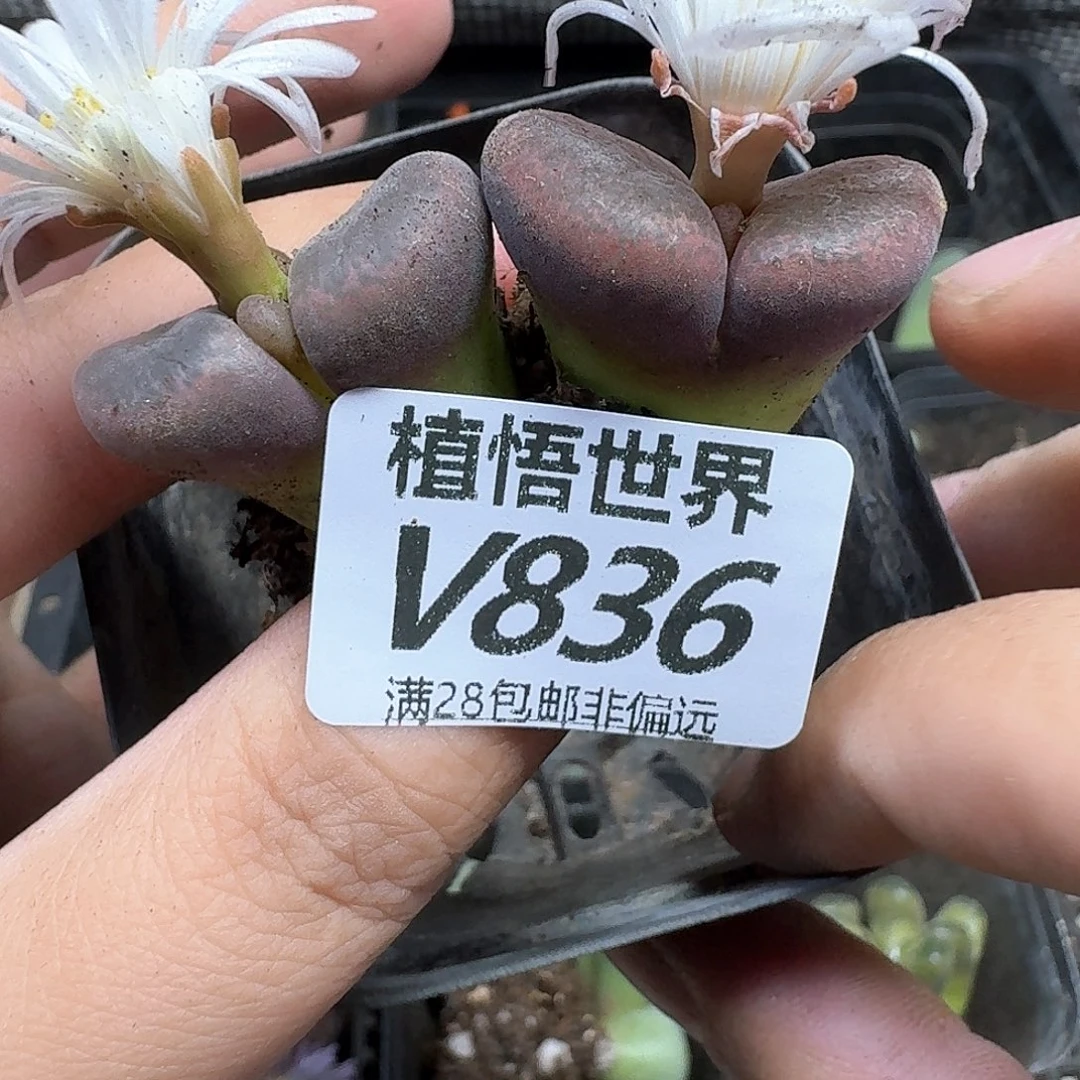 多肉植物的润泽rvb