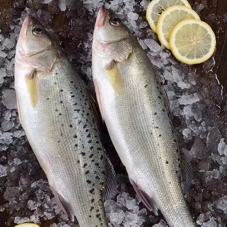 [4斤海鲈鱼】东海野生海捕海鲈鱼深海鱼（杂鱼）