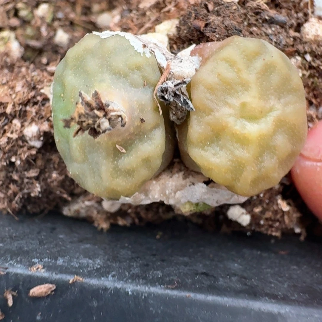 167烧麦1410.66  一颗0000000