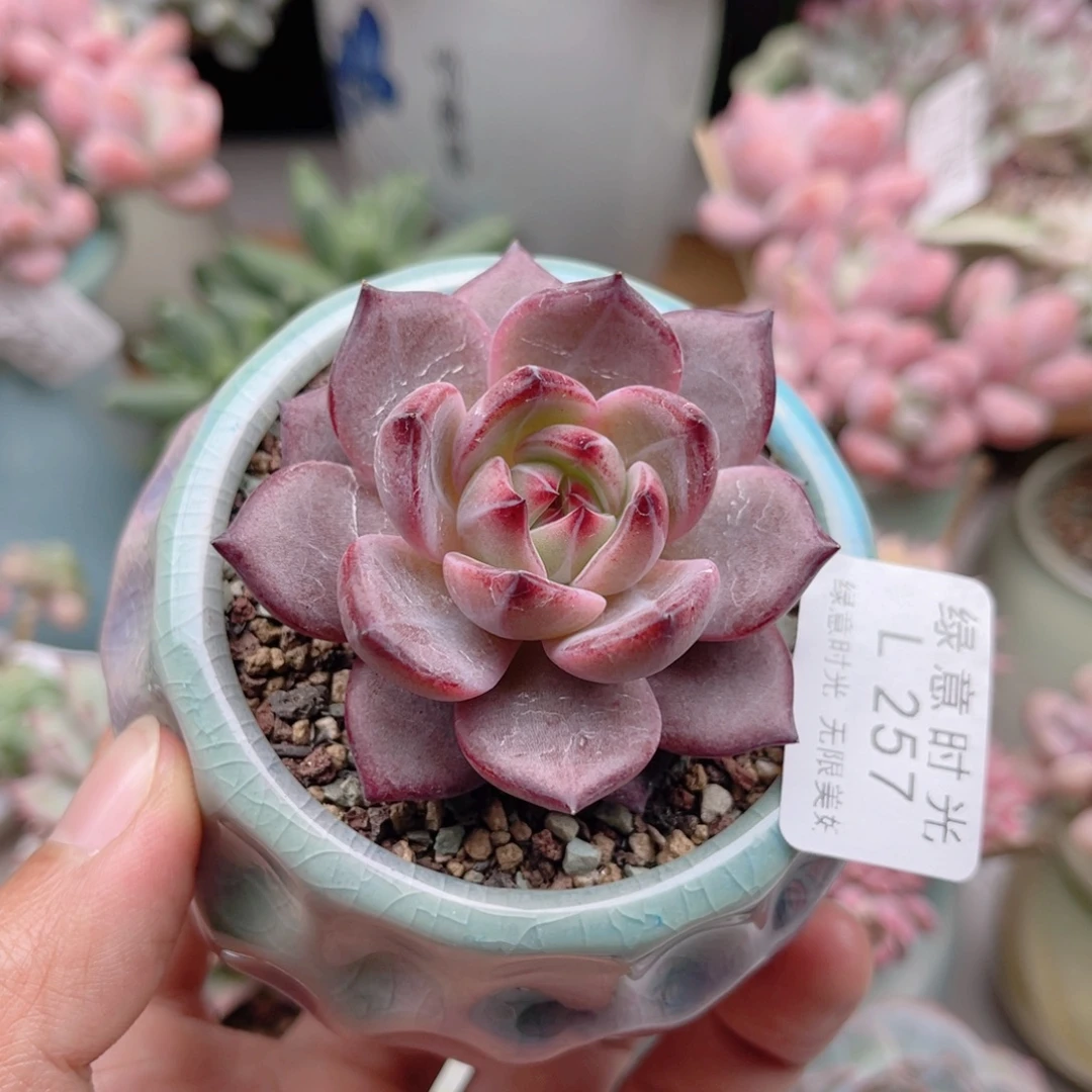 257 夜魔侠 带陶瓷盆发货 一物一拍