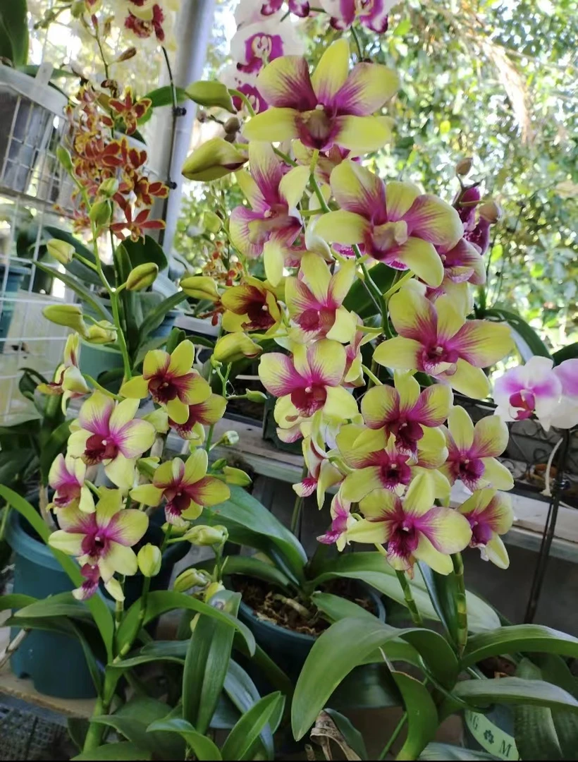 碧玉石斛兰带花剑发货
