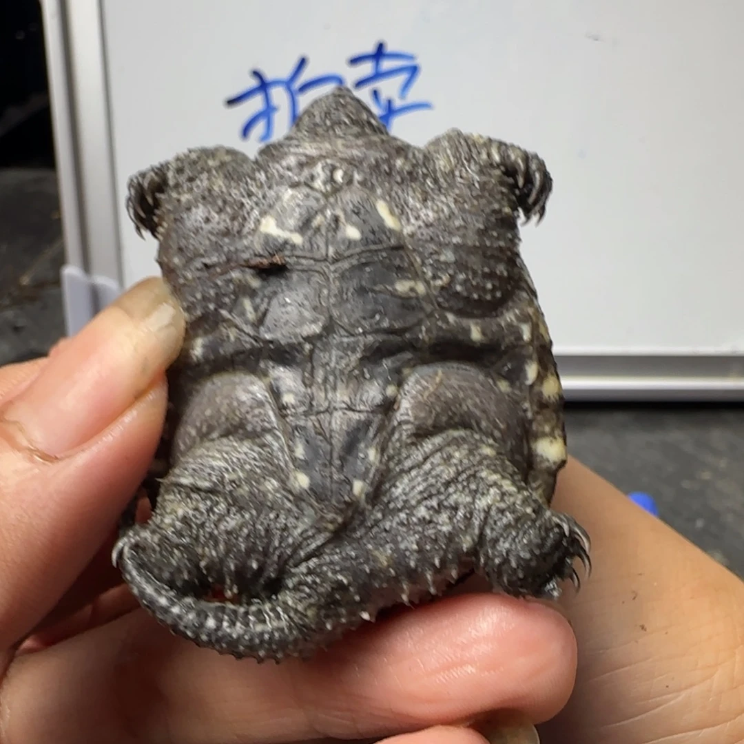 小鳄龟不分公母The