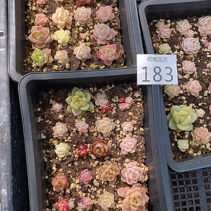 183 多肉植物盆栽花卉植物