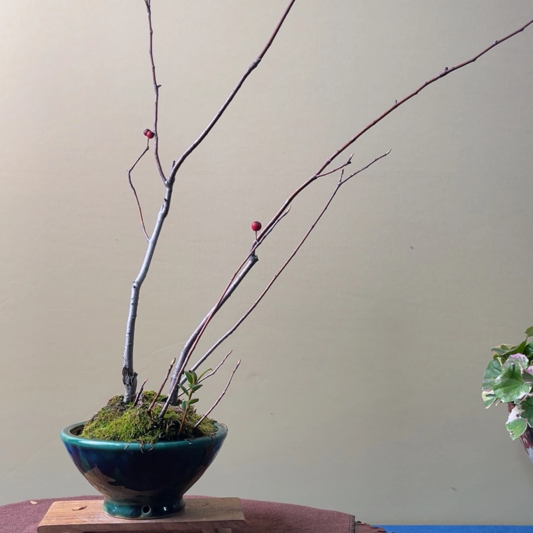 完全开放盆栽植物