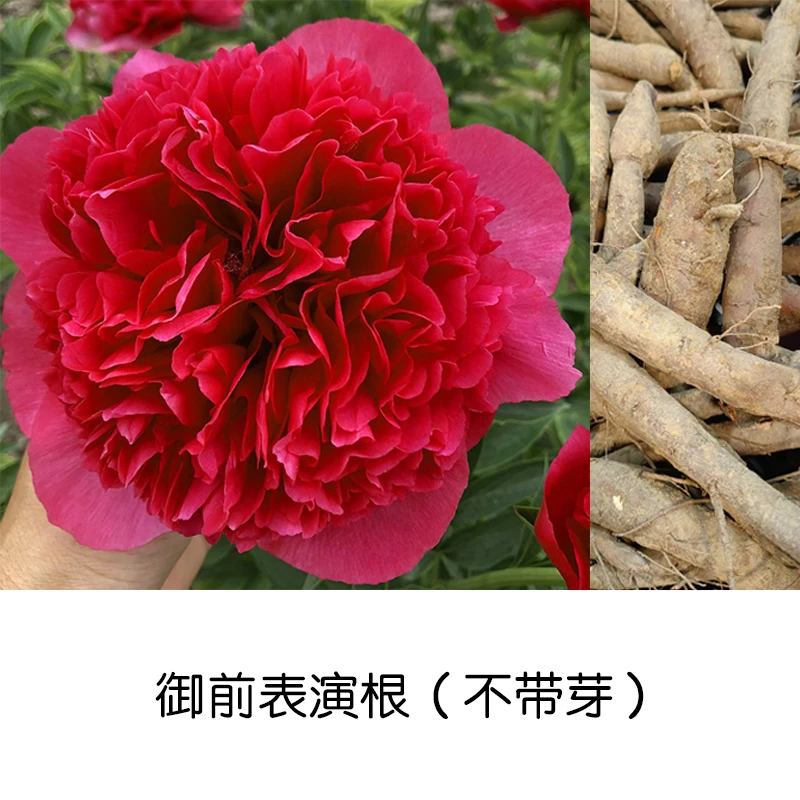御前表演根（不带芽）