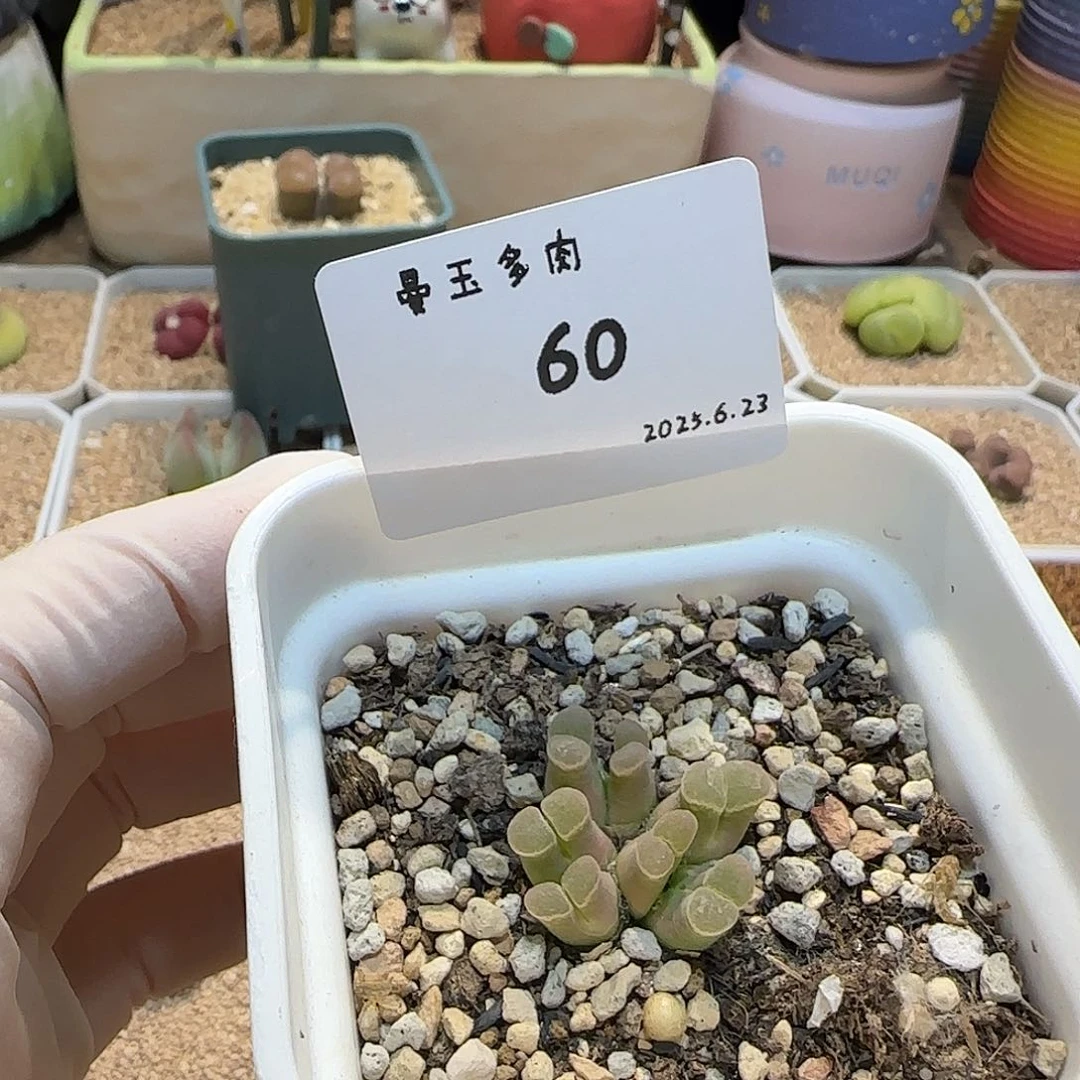 土***泥多肉多肉多肉6.23-060