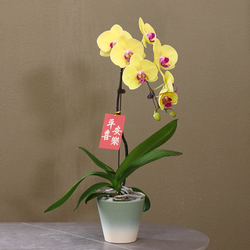 蝴蝶兰【金色年华】带花带盆组好发货乔迁结婚送礼前台客厅装饰