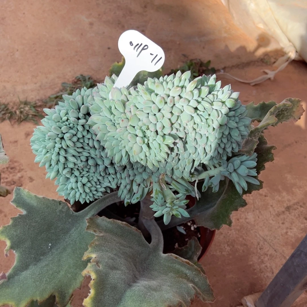 倩***肝0119-11萌多莉缀化