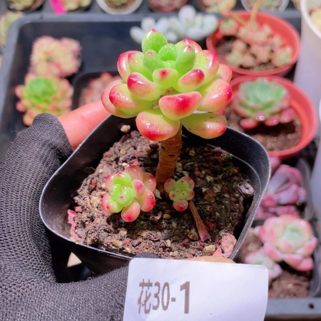 花利美30-1香格里拉