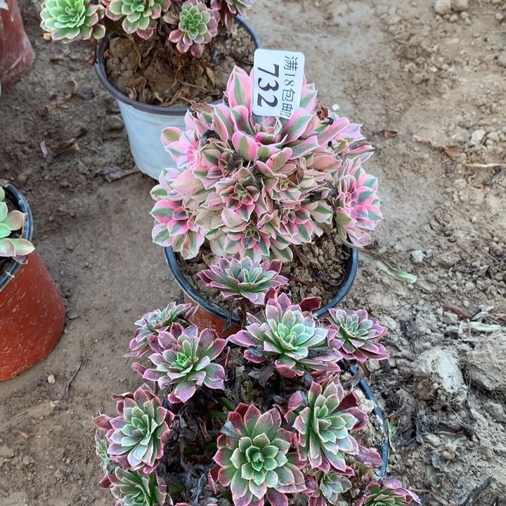 732粉女巫➕朝霞2号棚