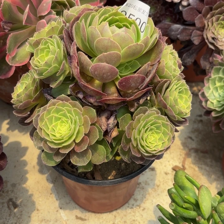 雨荷多肉处理不包断头0500