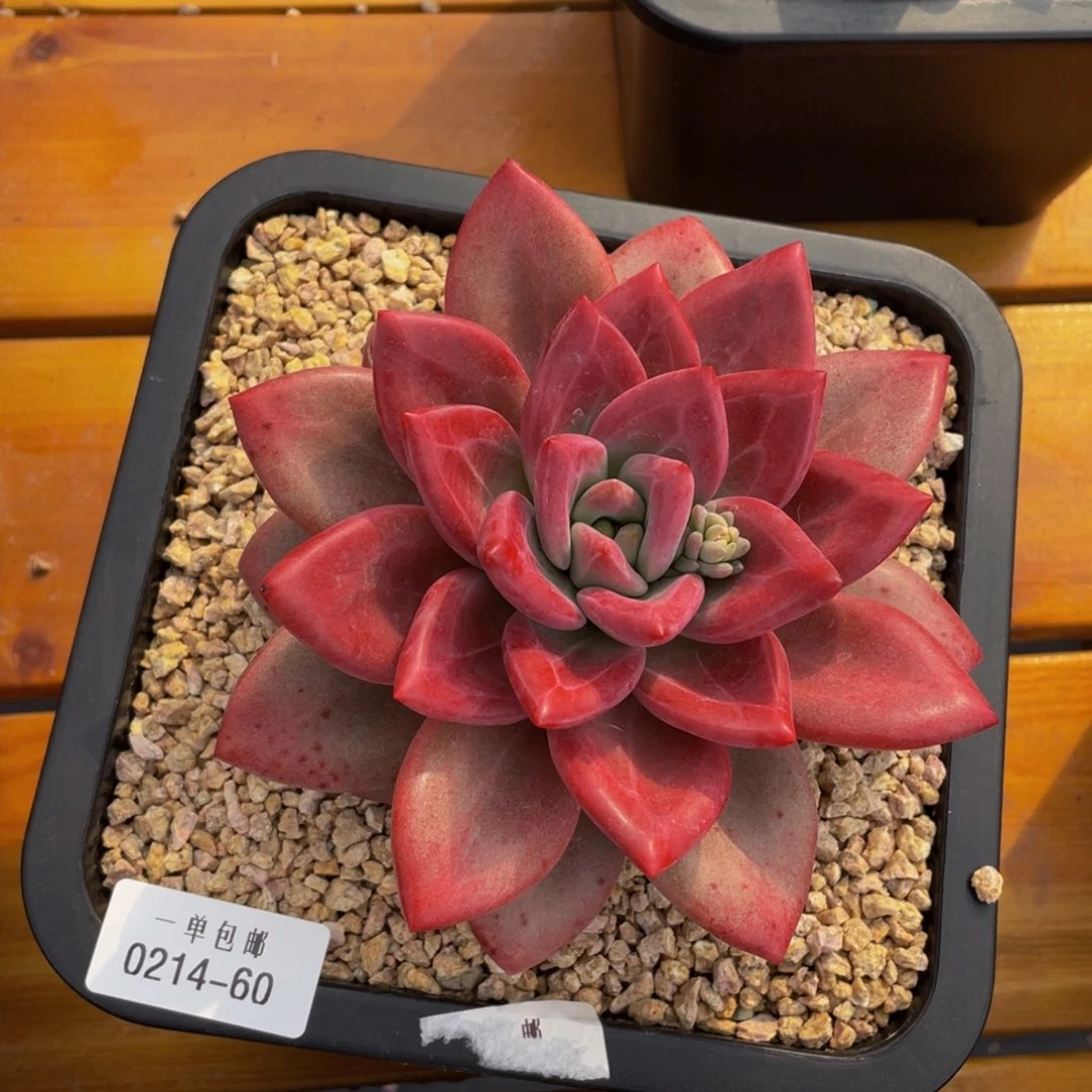 0214-60-赫菲斯托。。。。。。