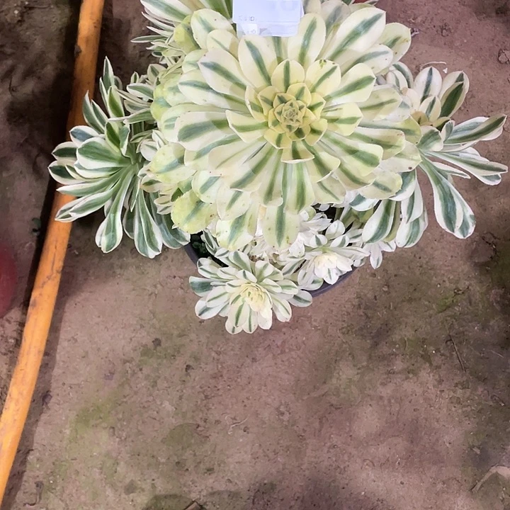 泽*多肉法师法师多肉622