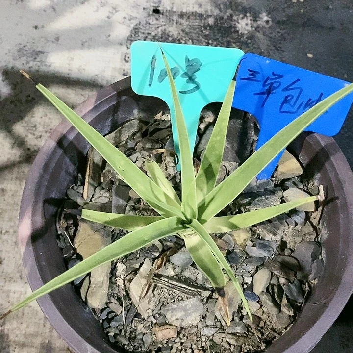 【闪购商品】无花朵龙舌兰章鱼